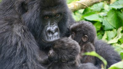 A mountain gorilla mother with twin infants