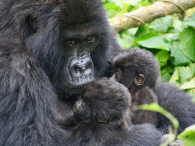 A mountain gorilla mother with twin infants