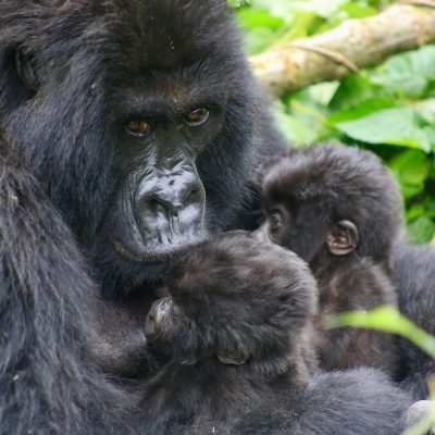 A mountain gorilla mother with twin infants
