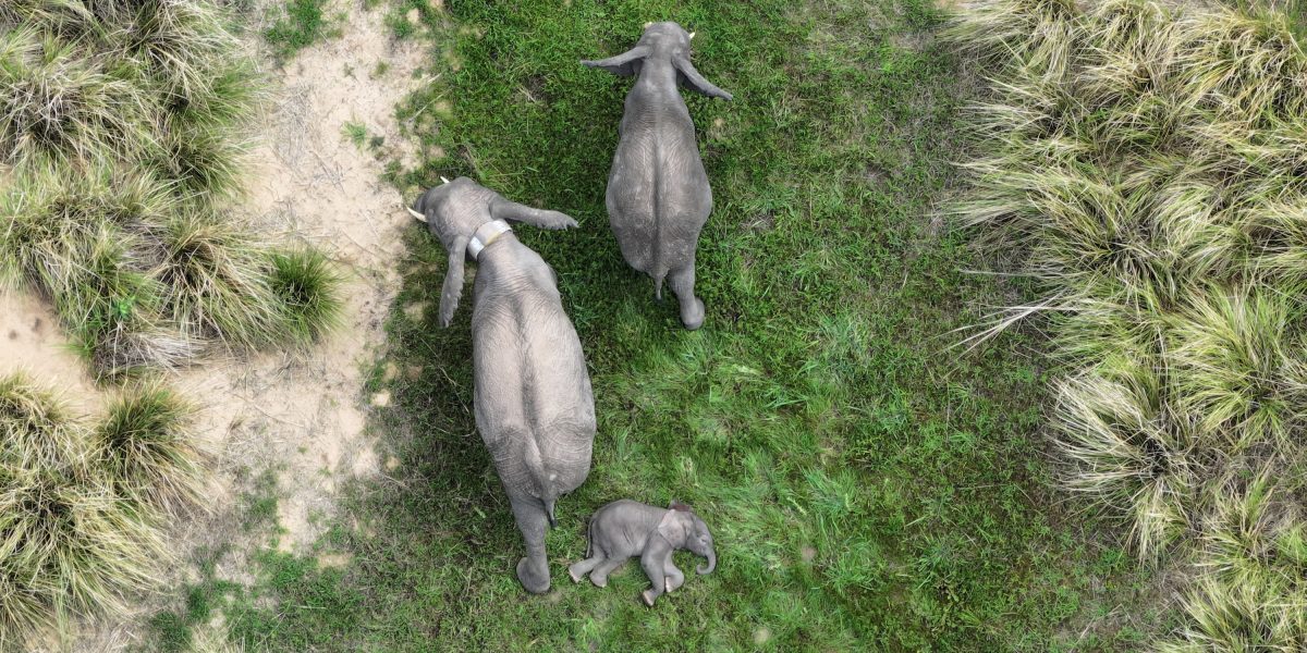 An adult elephant with two calves in open woodland