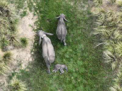 An adult elephant with two calves in open woodland