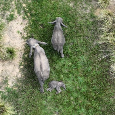 An adult elephant with two calves in open woodland