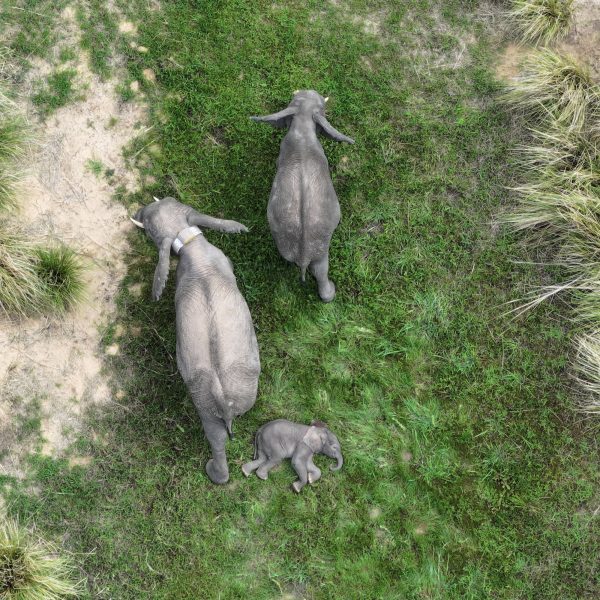 An adult elephant with two calves in open woodland