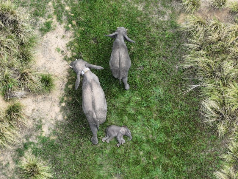 An adult elephant with two calves in open woodland