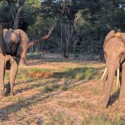 A young bull elephant walking through bush