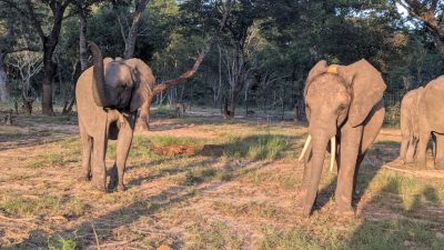 A young bull elephant walking through bush