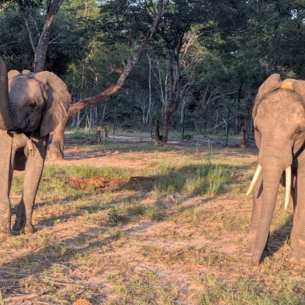 A young bull elephant walking through bush