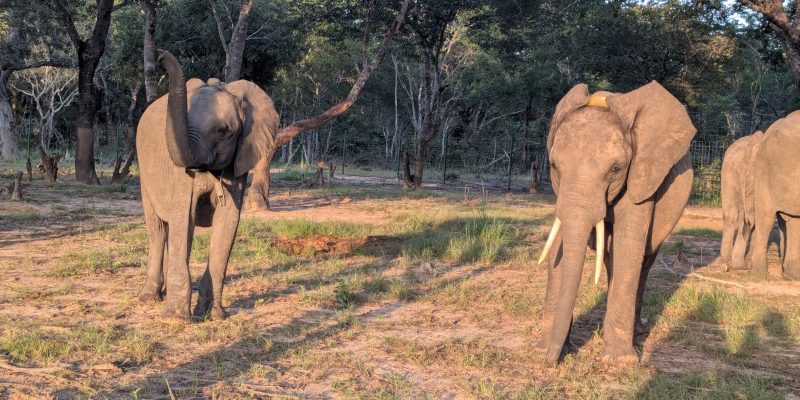 A young bull elephant walking through bush