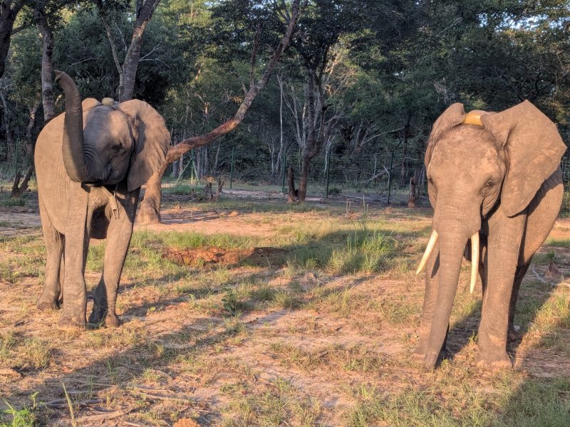 A young bull elephant walking through bush
