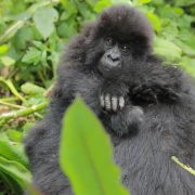 An infant mountain gorilla held by its mother