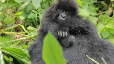 An infant mountain gorilla held by its mother