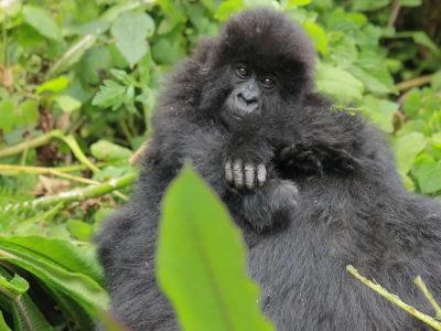 An infant mountain gorilla held by its mother