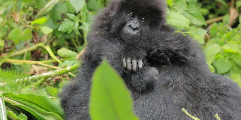 An infant mountain gorilla held by its mother
