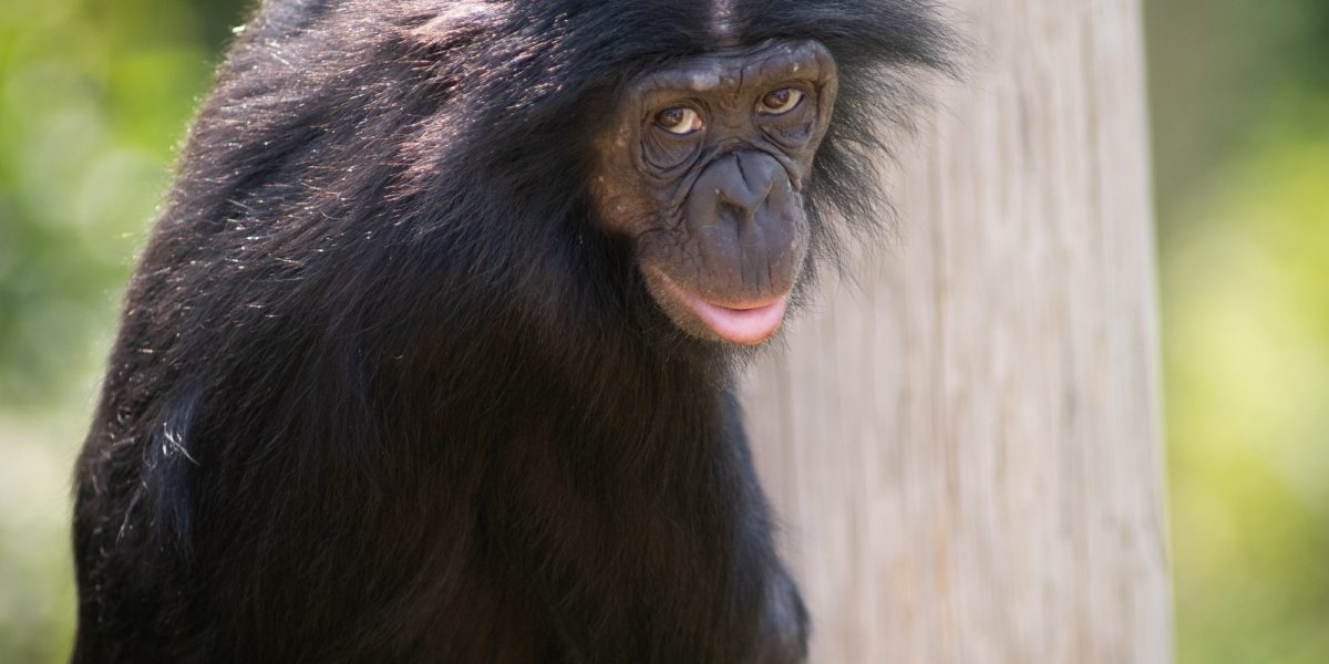 A bonobo resting against a log
