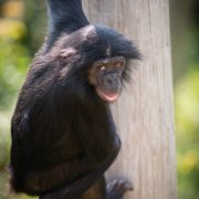 A bonobo resting against a log