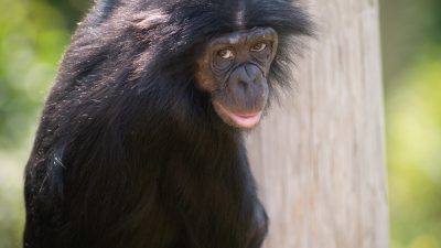 A bonobo resting against a log