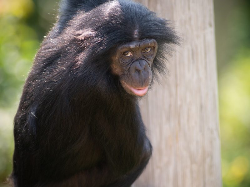 A bonobo resting against a log
