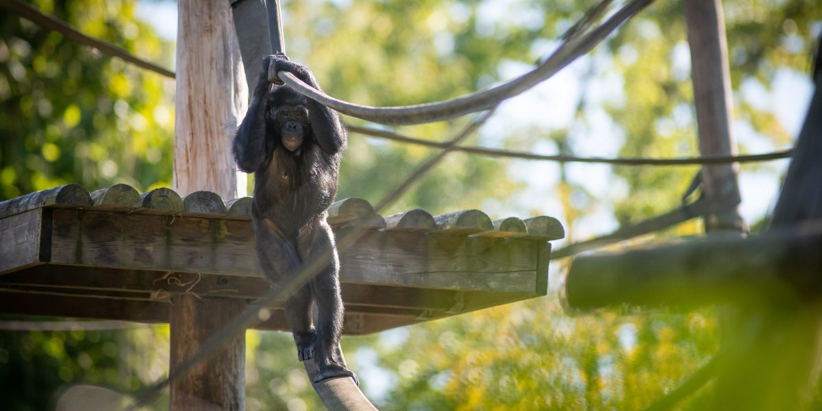 A bonobo sitting and looking toward the camera