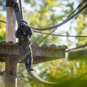A bonobo sitting and looking toward the camera