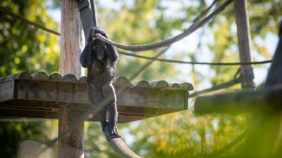 A bonobo sitting and looking toward the camera