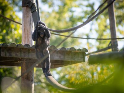 A bonobo sitting and looking toward the camera