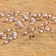 A herd of scimitar-horned oryx on open ground in Chad