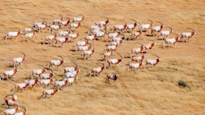 A herd of scimitar-horned oryx on open ground in Chad