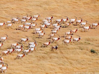 A herd of scimitar-horned oryx on open ground in Chad
