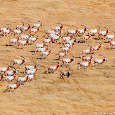 A herd of scimitar-horned oryx on open ground in Chad