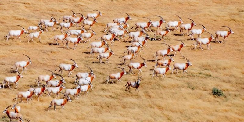 A herd of scimitar-horned oryx on open ground in Chad