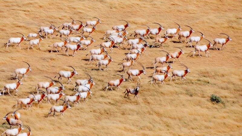 A herd of scimitar-horned oryx on open ground in Chad