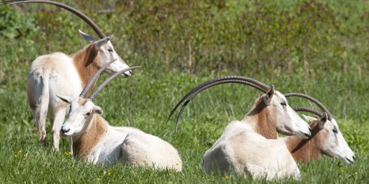 A scimitar-horned oryx standing in a grassy paddock