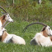 A scimitar-horned oryx standing in a grassy paddock
