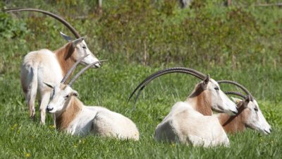 A scimitar-horned oryx standing in a grassy paddock