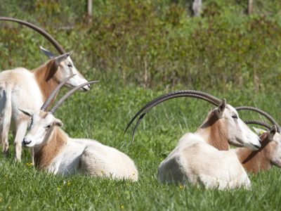 A scimitar-horned oryx standing in a grassy paddock