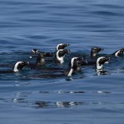 African penguins at a breeding colony