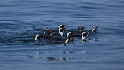African penguins at a breeding colony
