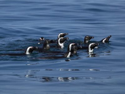 African penguins at a breeding colony