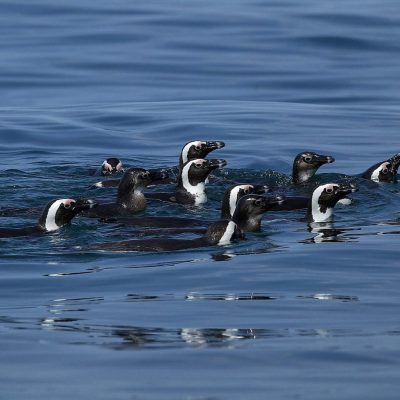 African penguins at a breeding colony