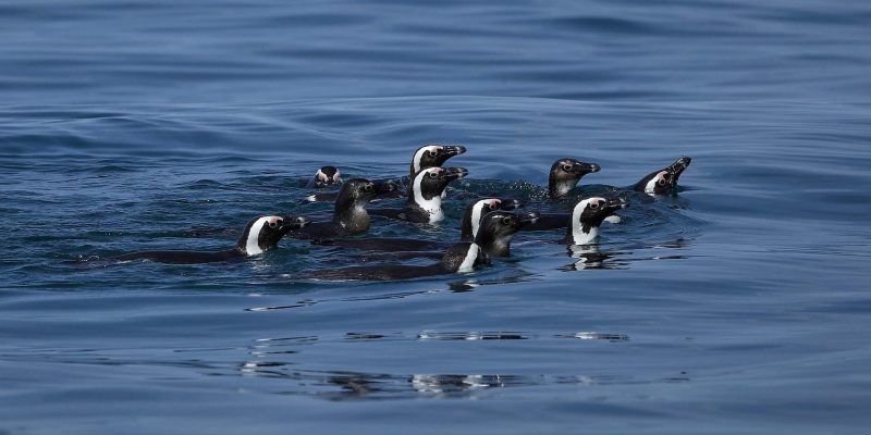 African penguins at a breeding colony