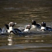 African penguins standing together on a rocky shore
