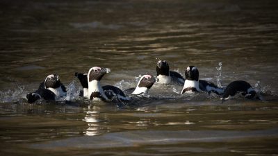 African penguins standing together on a rocky shore