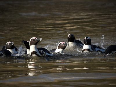 African penguins standing together on a rocky shore