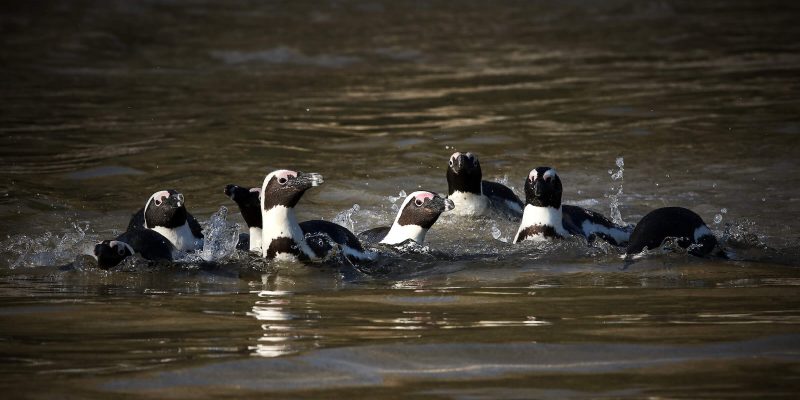 African penguins standing together on a rocky shore