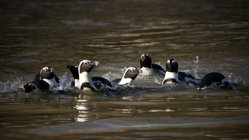 African penguins standing together on a rocky shore