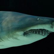 A ragged-tooth shark being moved for release