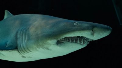 A ragged-tooth shark being moved for release