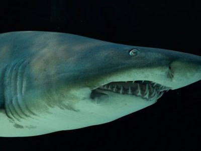 A ragged-tooth shark being moved for release