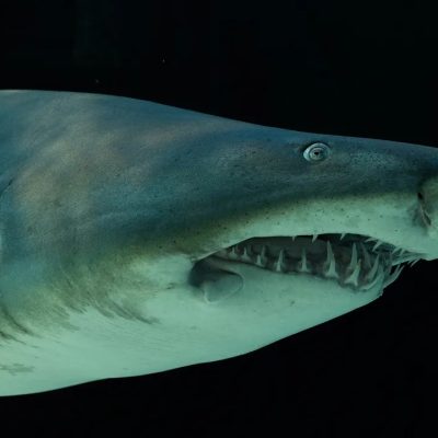 A ragged-tooth shark being moved for release