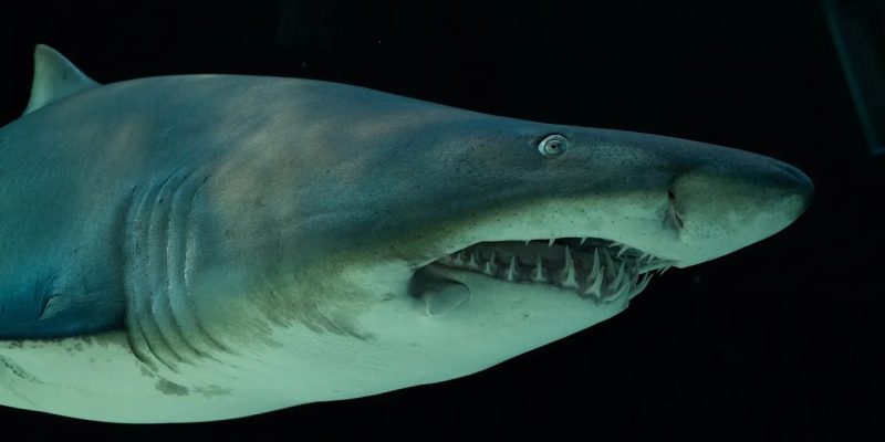 A ragged-tooth shark being moved for release